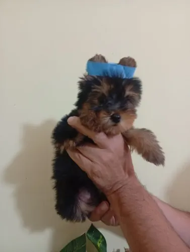 Yorkshire Terrier Bem Cuidado