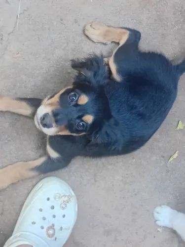 Vende-se filhote de cachorro salsicha com Srd