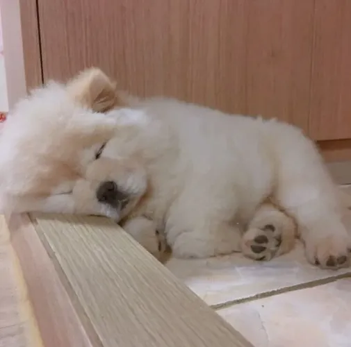 Filhotes de Chow Chow | Alegria que vem em quatro patinhas.