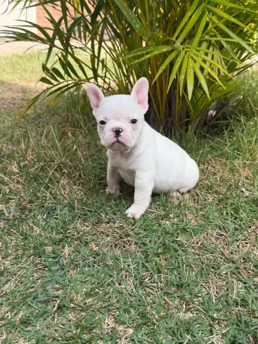 Bulldog francês Macho& Fêmea PEDIGREE CBKC