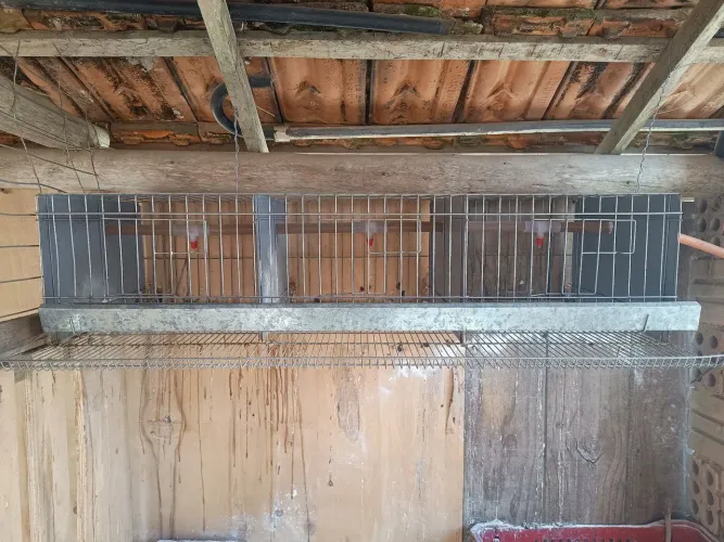 Gaiola codornas gigantes 