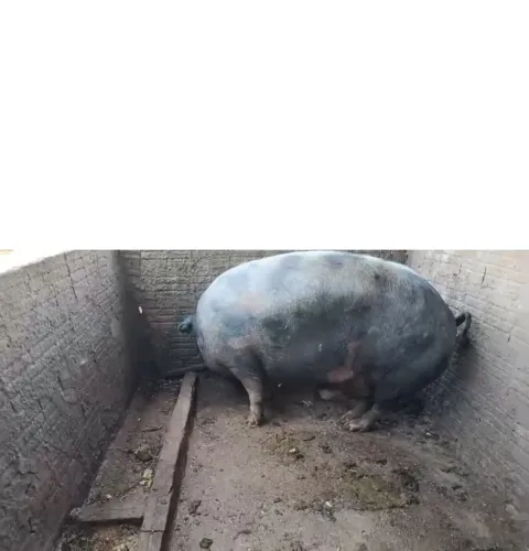 Porco gordo