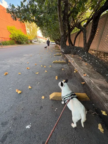American bully - fêmea - cachorro