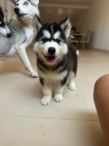 Husky siberiano