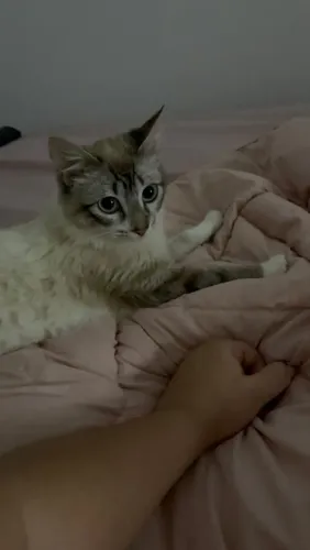 Doação de gato / fêmea 1ano e meio / microchipada