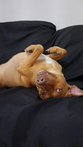 Doação de animal