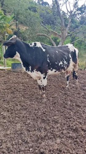 Vaca de leite