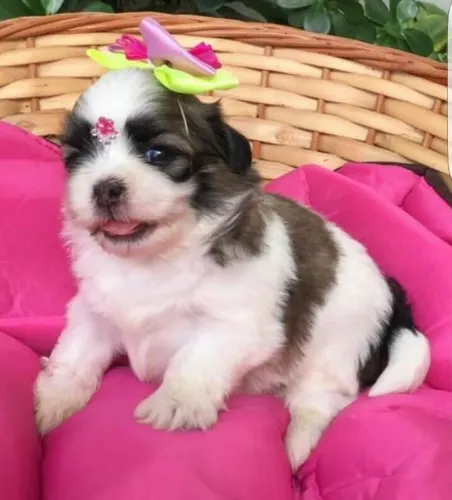 Shih Tzu mini super espertos fêmeas e machos