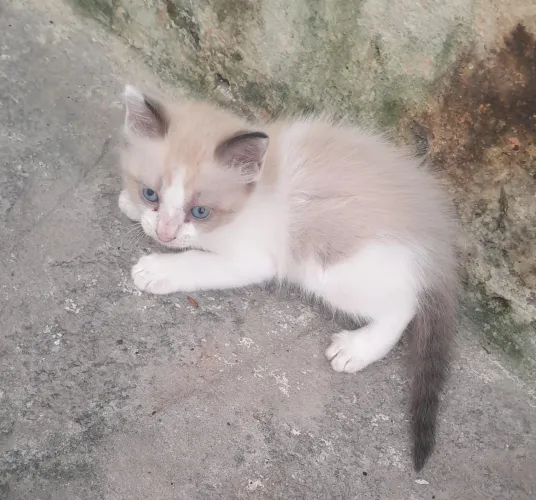 Gatinhos de raça para adoção 
