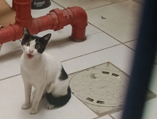 Doação de uma gata castrada branca
