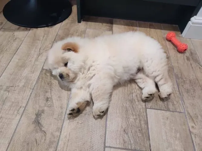 Filhotes de Chow Chow | Amor puro em forma de filhote.