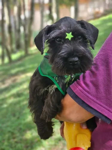 Schnauzer Miniatura | Rota Mensal para Goiânia