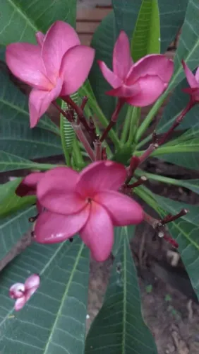 Vendo mudas de Jasmim manga.