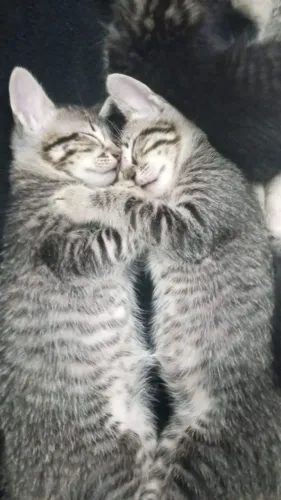 Gatinhos para adoção