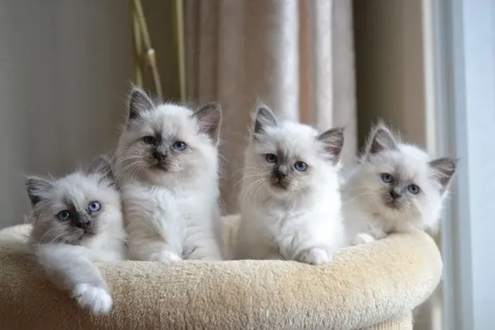 Ragdoll Meninos e Meninas