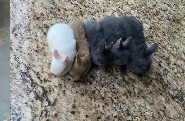 Coelho anão Netherland Dwarf,