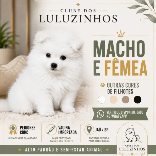 Spitz Alemão Anão/Micro com Pedigree CBKC | Machos e Fêmeas. Consultar cores disponíveis