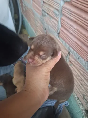 Filhotes de Pitbull com viralata