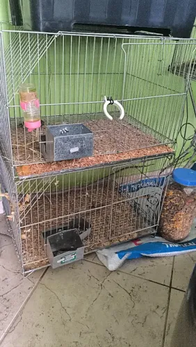 Gaiola para coelhos/porquinhos da índia