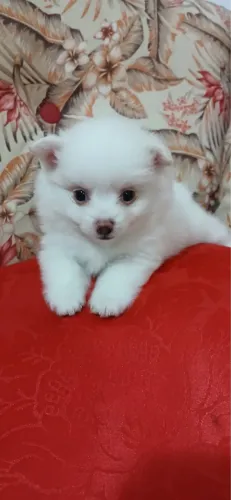 Lulu da pomeranea Vacinado com 60 dias macho