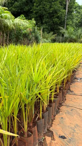 Muda de Buriti