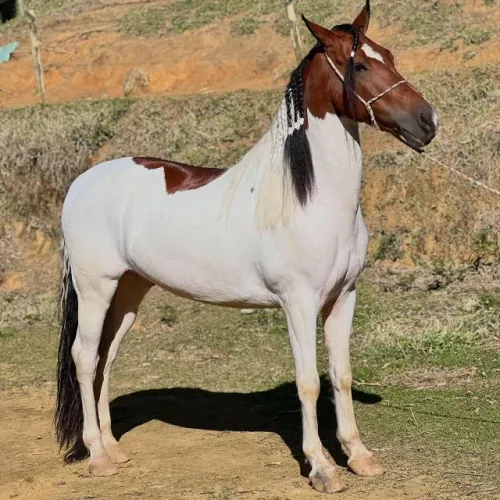 Cavalo