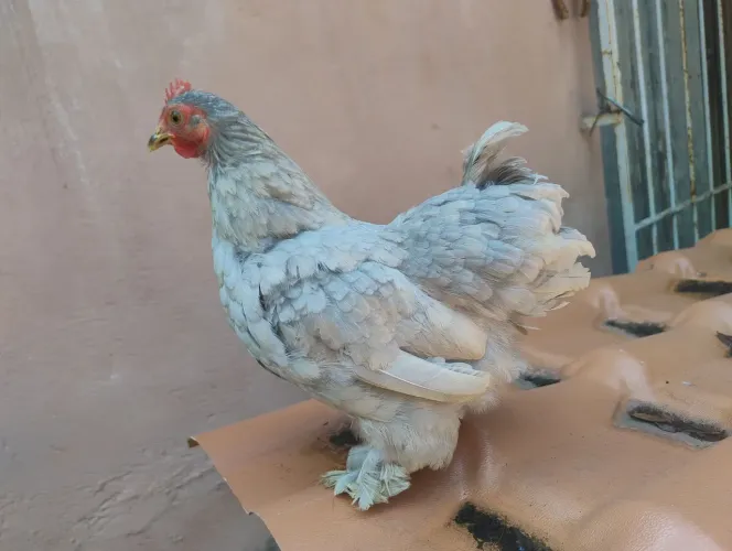 Vendo galinha mini cochin lavanda 