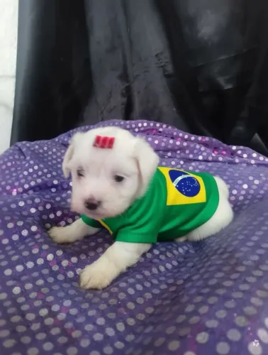 Maltês filhotes   com consulta grátis  com veterinário 