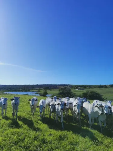 Excelente granja com 20 hectares em comum município de Monte Alegre