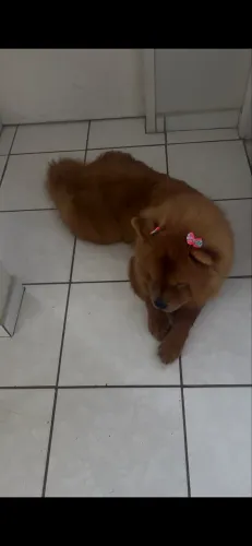 Chow chow fêmea muito dócil