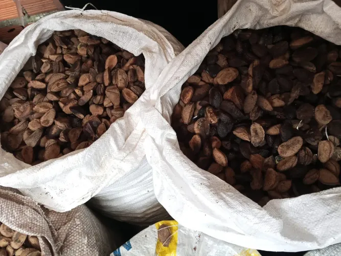 VENDO 150 KILOS DE CASTANHA A ( 35 REAIS O KILO)