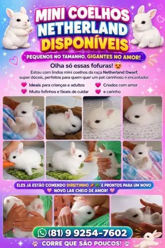 Mini Coelhos Netherland 