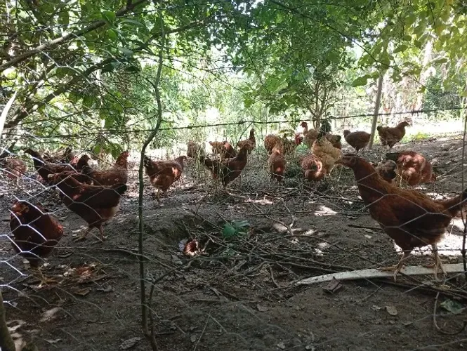 Frangas Embrapa 051 a venda por 45 reais cada 