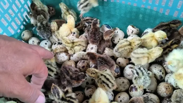 CODORNAS GIGANTES