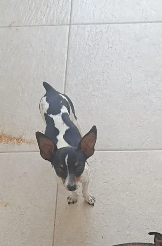 Cachorro pinscher macho preto e branco 