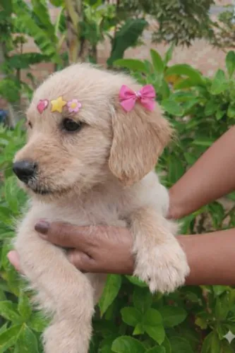 Poodle toy fêmea 2 meses de vida, já vermifugada, aplicação de dose de bravecto, esperta