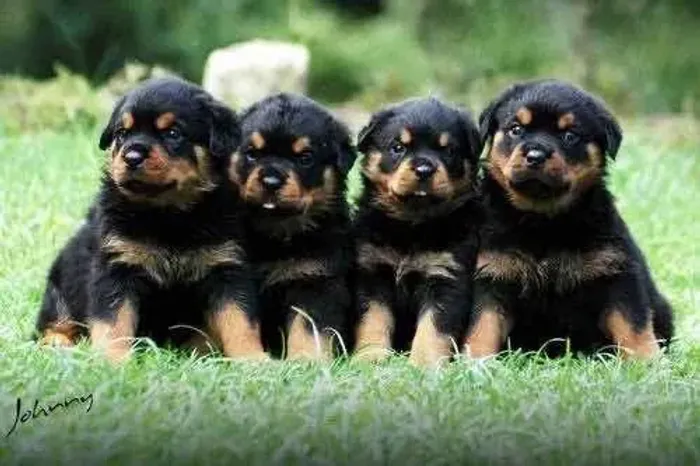 Rottweiler Cabeça de Touro 