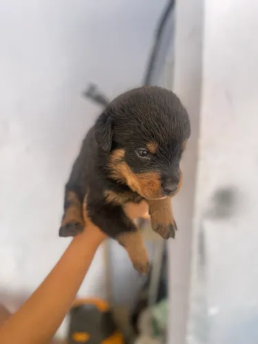 Filhote de Rottweiler