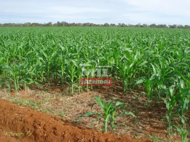 Fazenda 375 Alqueires (1.815 hectares) Novo Planalto - GO