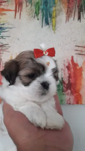 Melhor presente e companhia filhote de shitzu mini fêmea entrega imediata em 3x sem juros