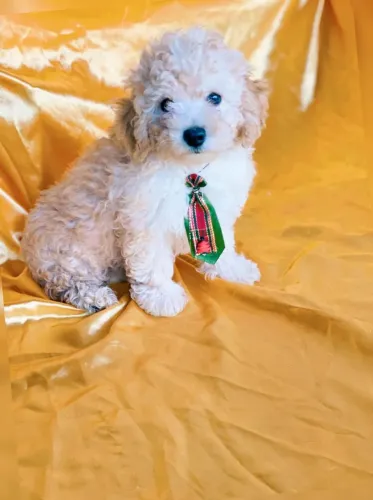 Poodle Toy _ Garanta já seu filhote com garantias de saude!