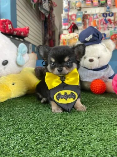 Chihuahua macho micro com 50 dias de vida !!$3.700,00