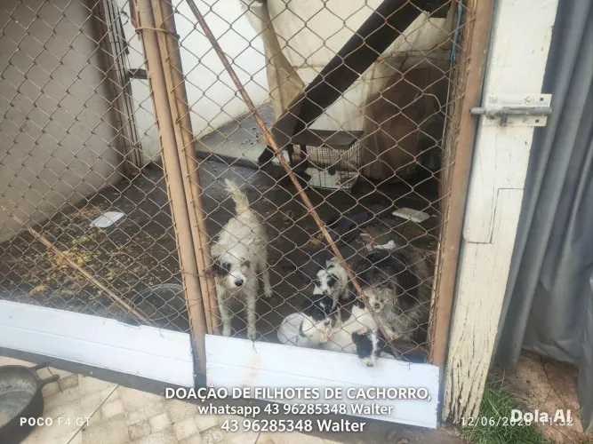 Doação de cachorro poodle