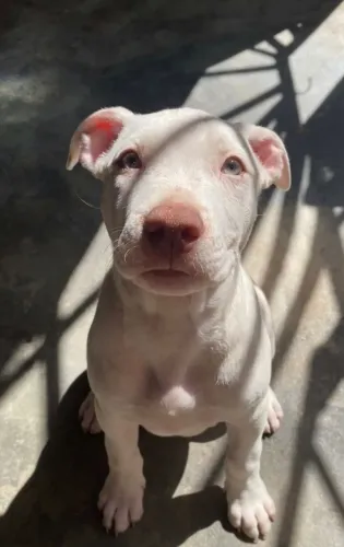 FILHOTE DE PITBULL