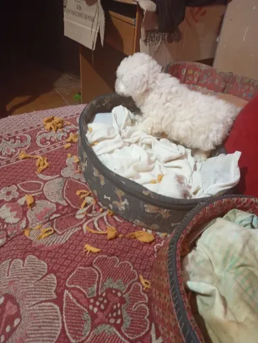 Venda de filhote de miny toy nascido 16/07/26 família no local