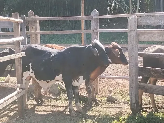 Bezerros