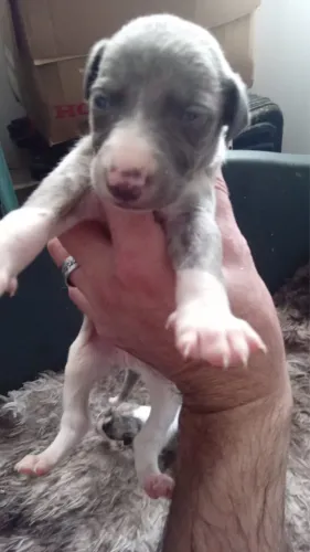 Whippet Filhotes Adoráveis na Cor Creme