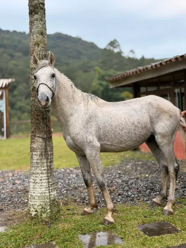Cavalo inteiro Marcha batida