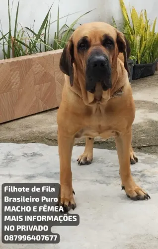 Vendo filhote de fila brasileiro puro