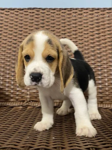 Lindíssimo machinho de Beagle 